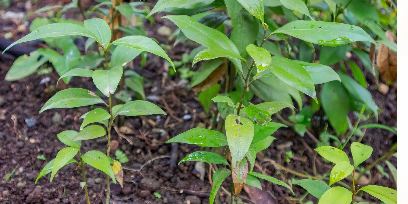 Cinnamon Sticks: Harvested, Not Grown | Spice Origin Secrets