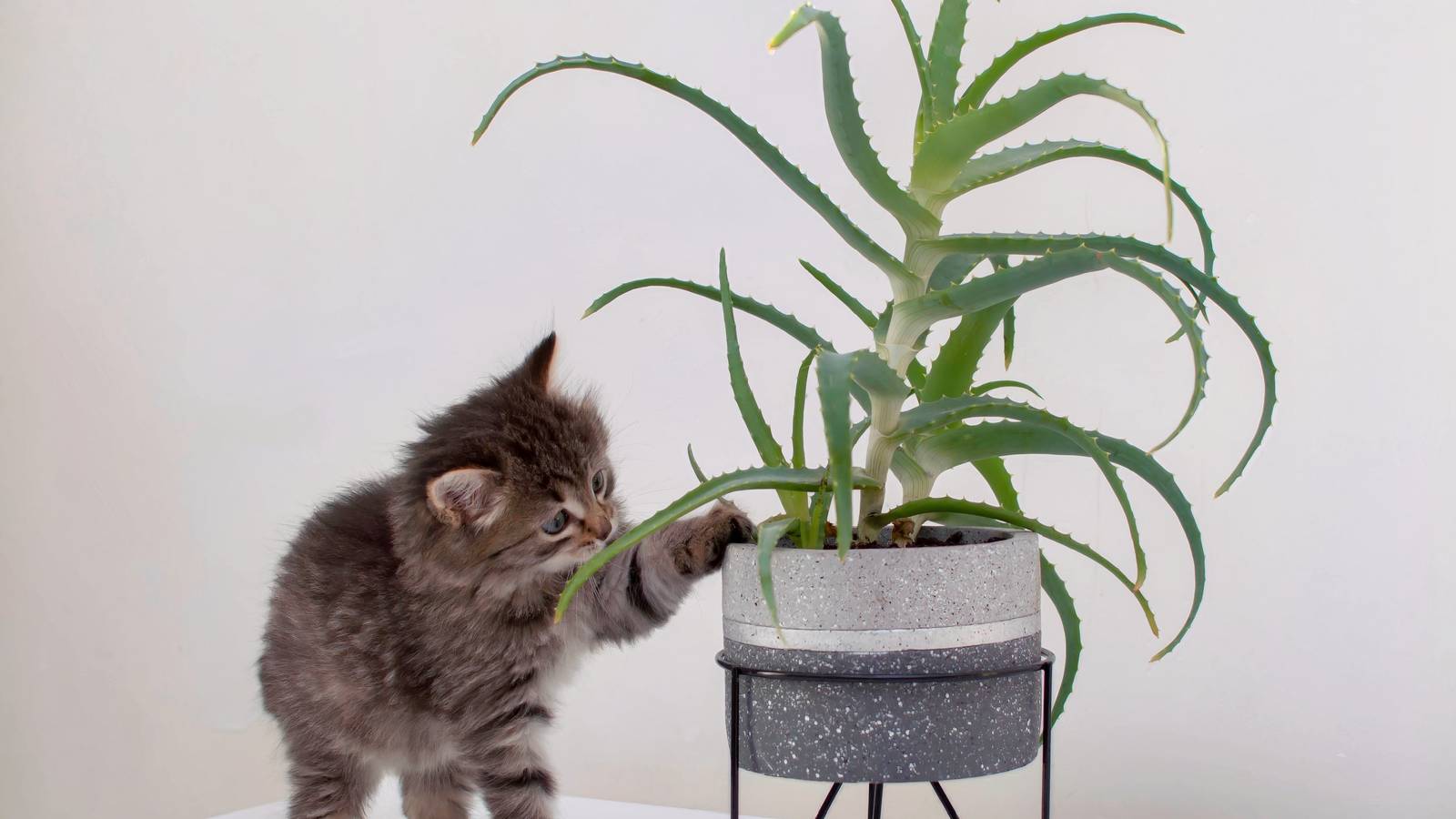 Houseplants Toxic to Pets: A Guide for Pet Owners