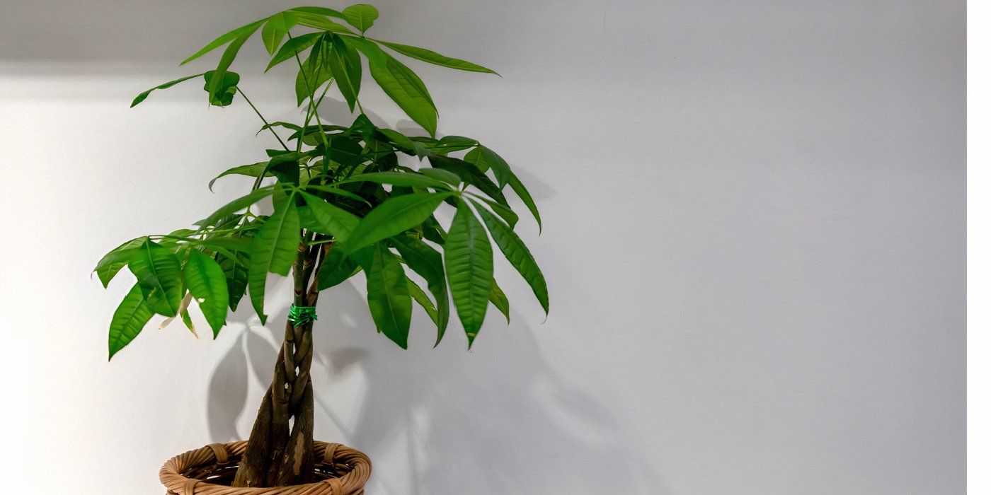 Why the Money Tree Is the Perfect Plant For Today’s Homes