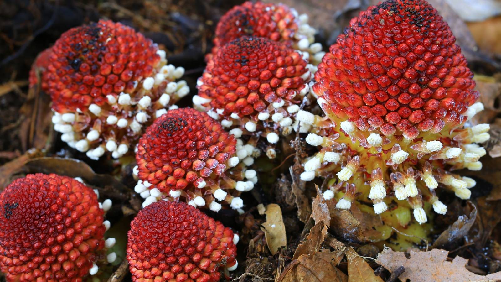 Balanophora: The Parasitic Plant That Mimics Mushrooms