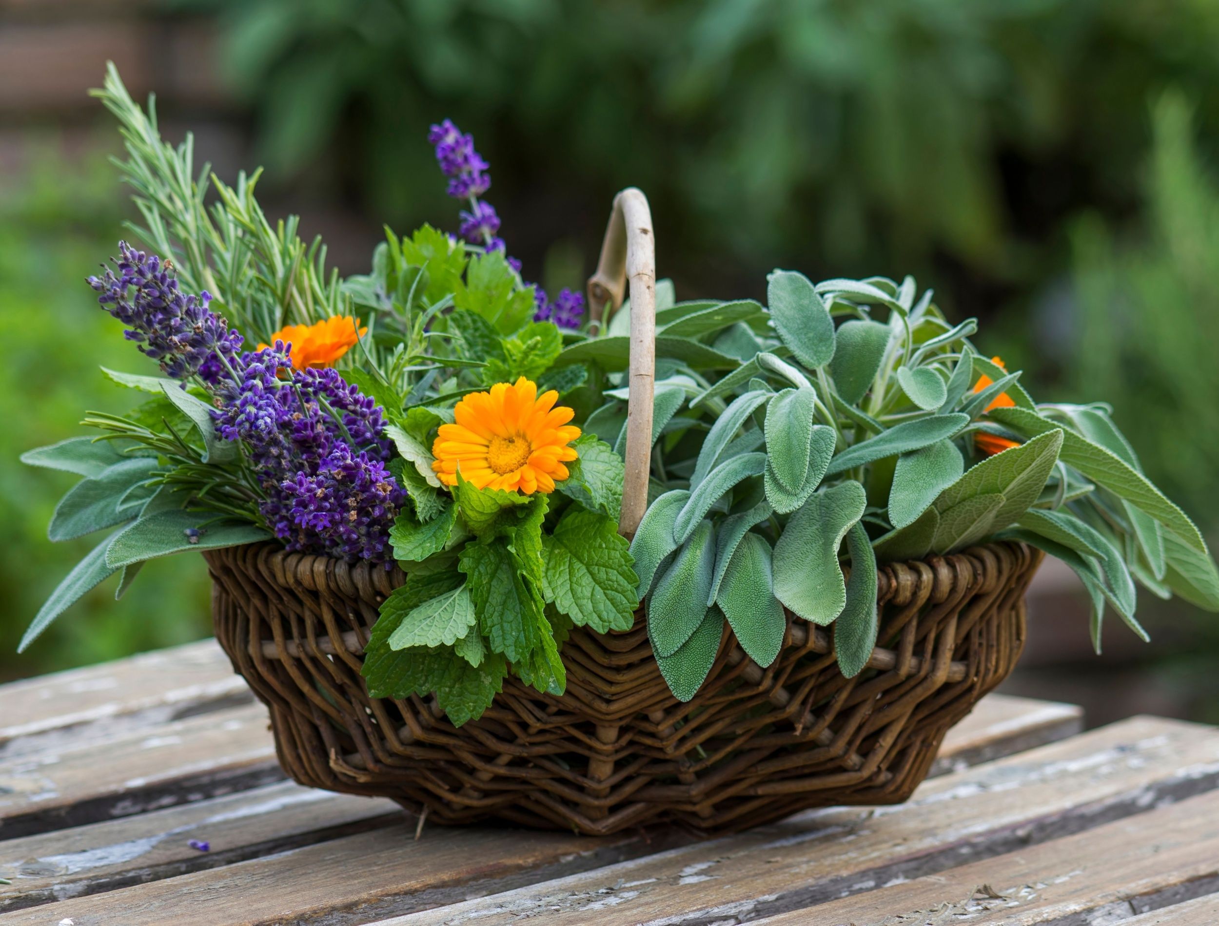Basket filled with different herbs