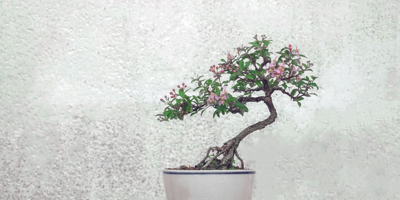 Create a Stunning Indoor Cherry Blossom Tree in Your Home