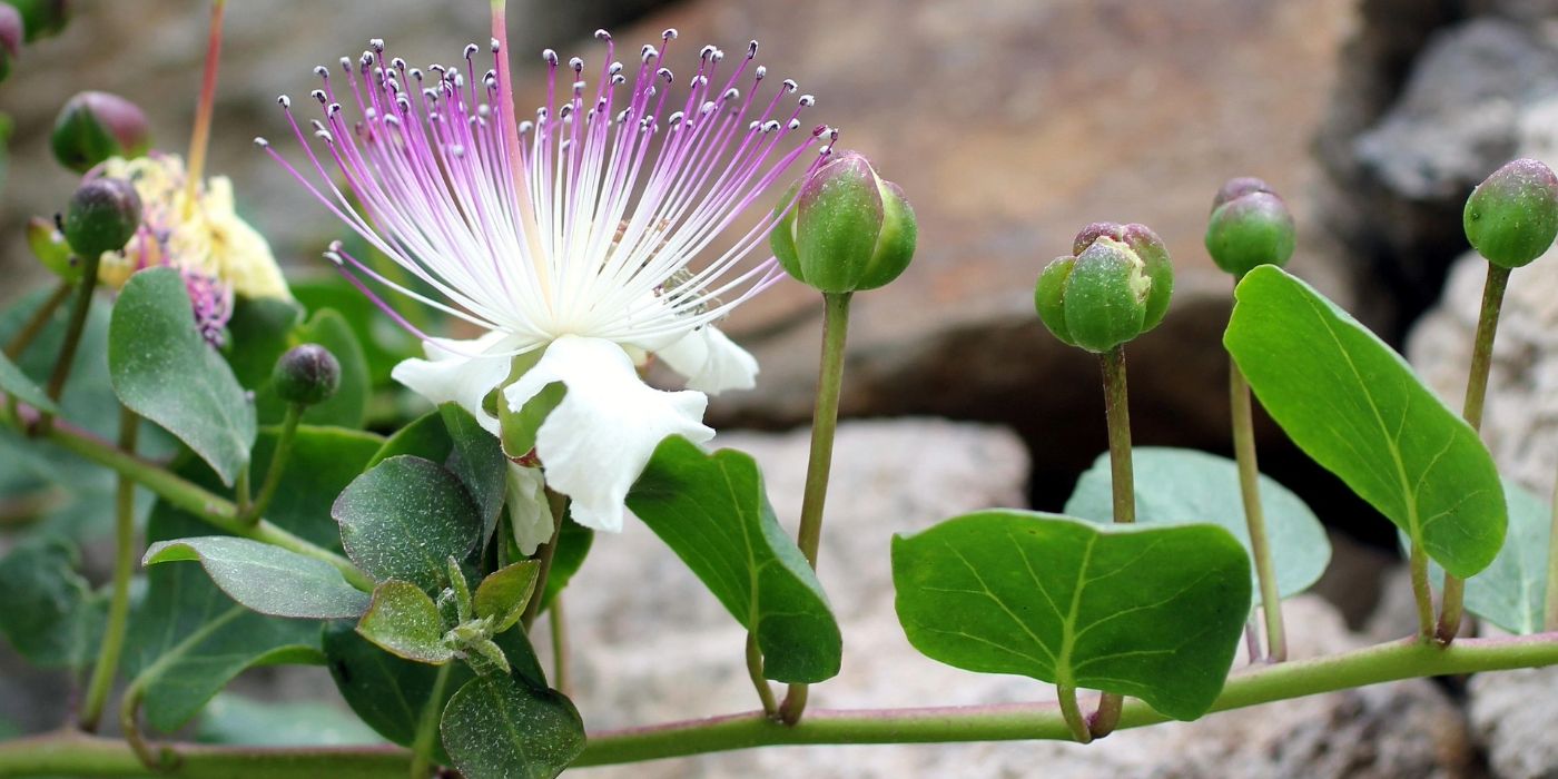 Capers: Tangy Mediterranean Flower Buds to Elevate Any Dish