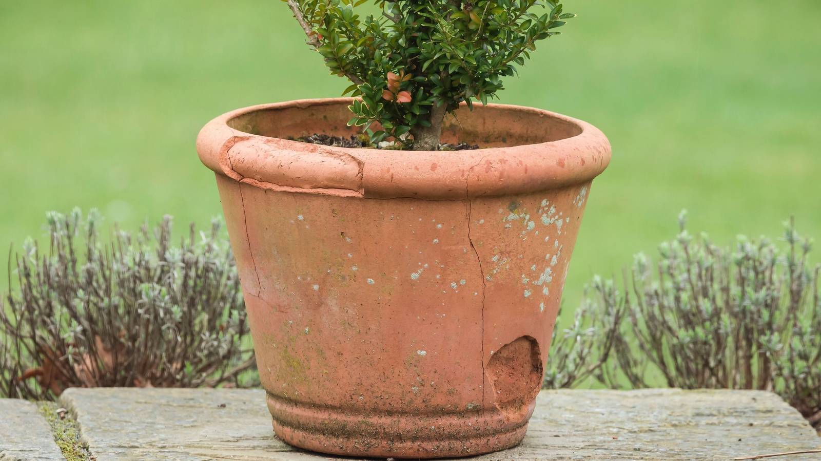 How to Protect Containers From Winter Weather
