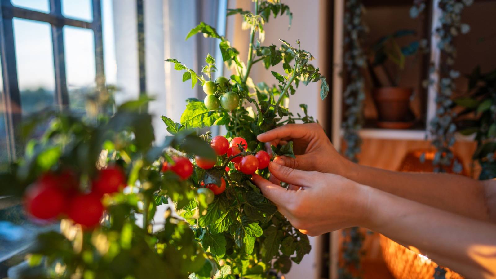 Tabletop Tomatoes: The Indoor Gardening Trend for Small Spaces