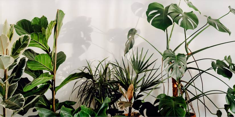 Identify Your Houseplant Style for Easy Indoor Gardening Success