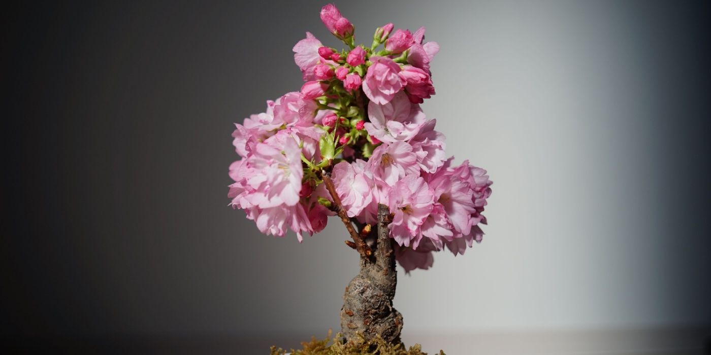 Create a Stunning Indoor Cherry Blossom Tree in Your Home