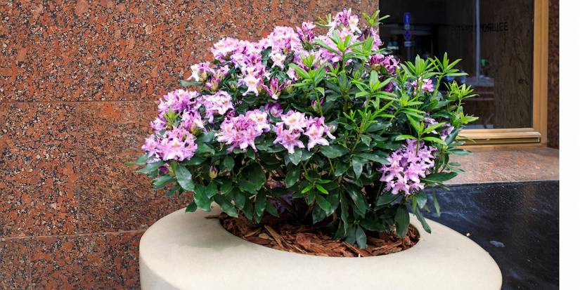 Houseplants Toxic to Pets: A Guide for Pet Owners
