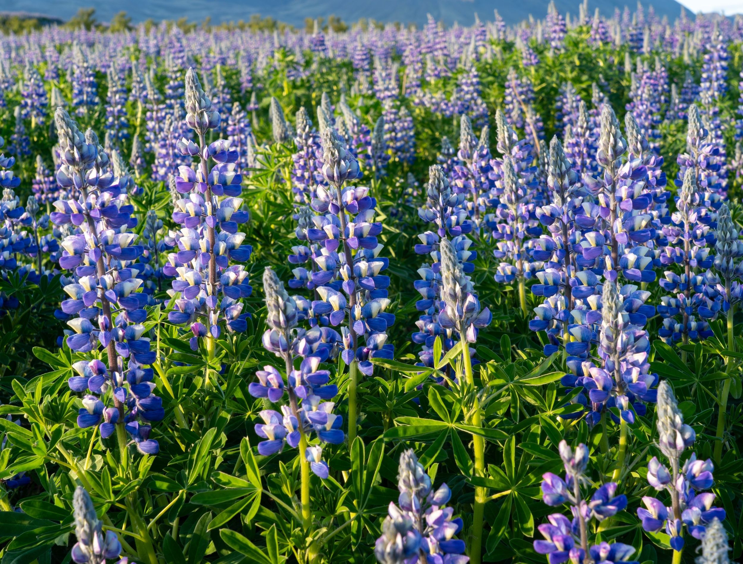 Purple lupinus in Iceland 