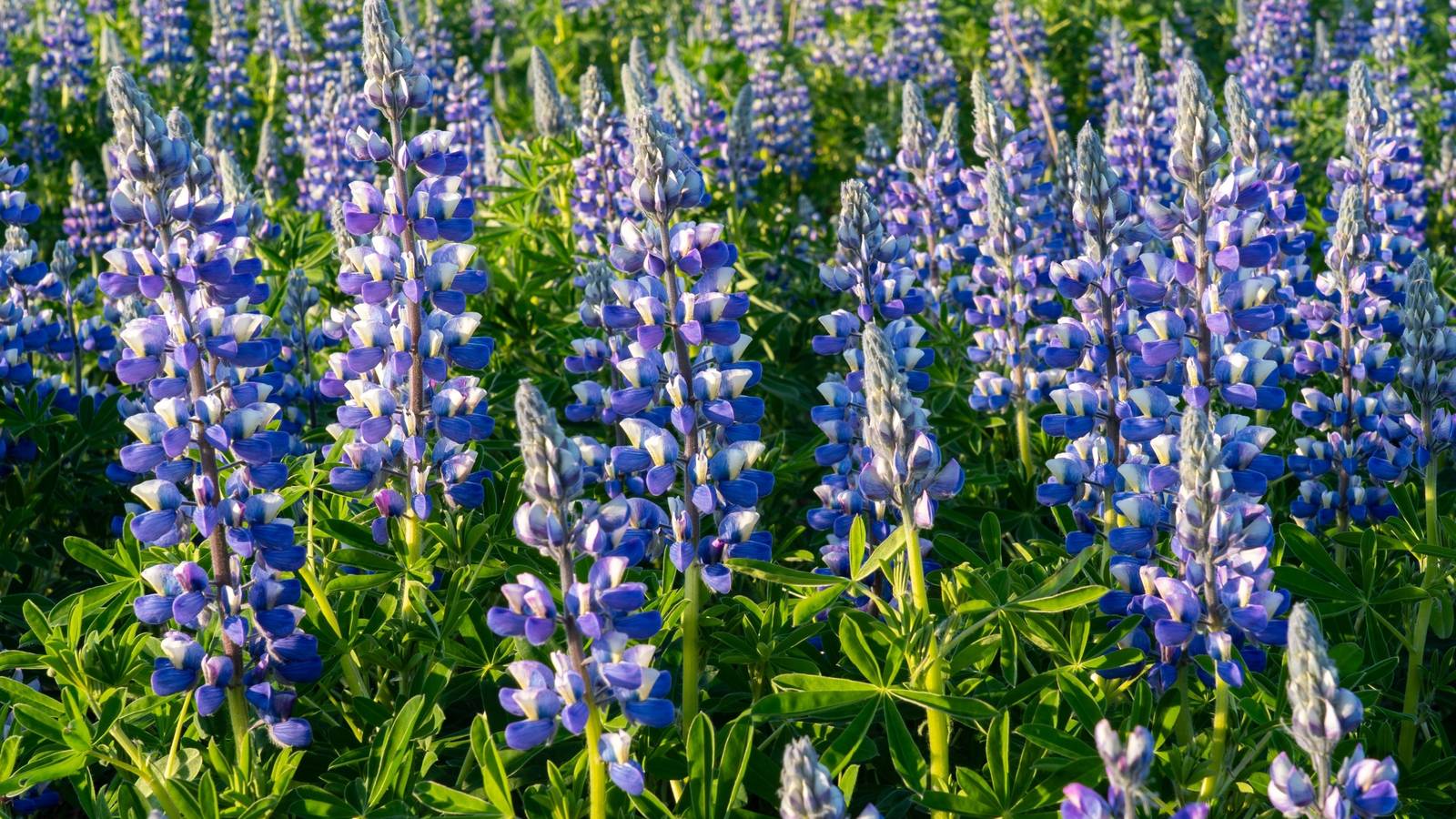 Invasive Nootka Lupin: Iceland's Beautiful but Destructive Purple Flower