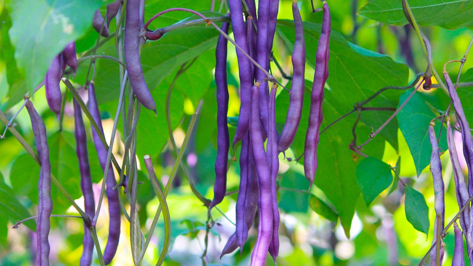 Top 8 Garden Plants for Beauty and Productivity in 2026