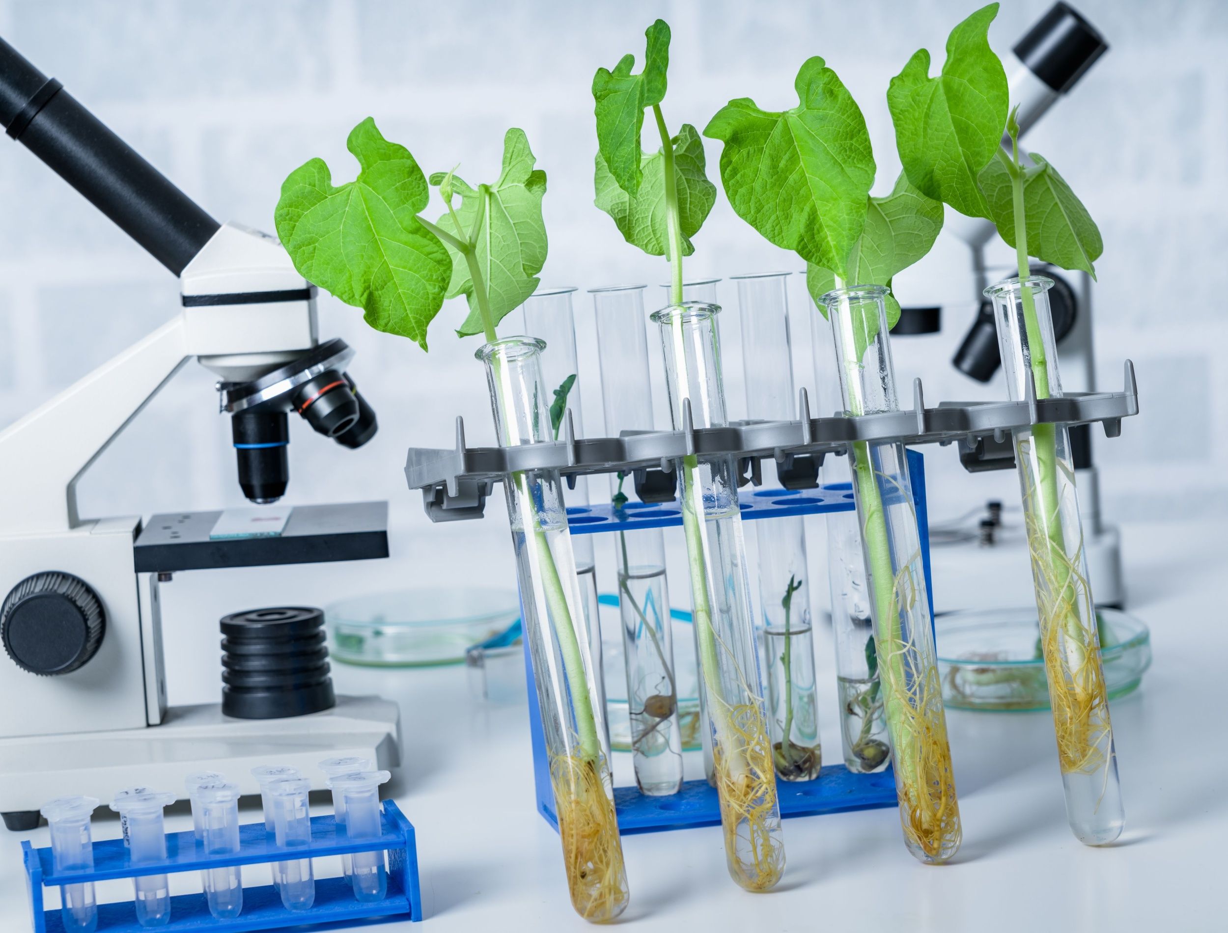 Research on genetically modified plants