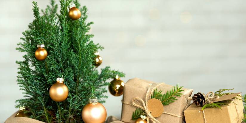 Mini Festive Plants That Bring Cozy Holiday Cheer Indoors