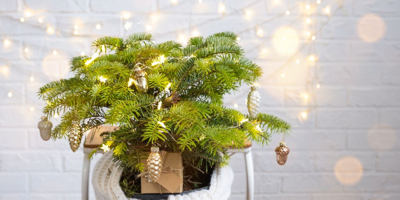 Mini Festive Plants That Bring Cozy Holiday Cheer Indoors