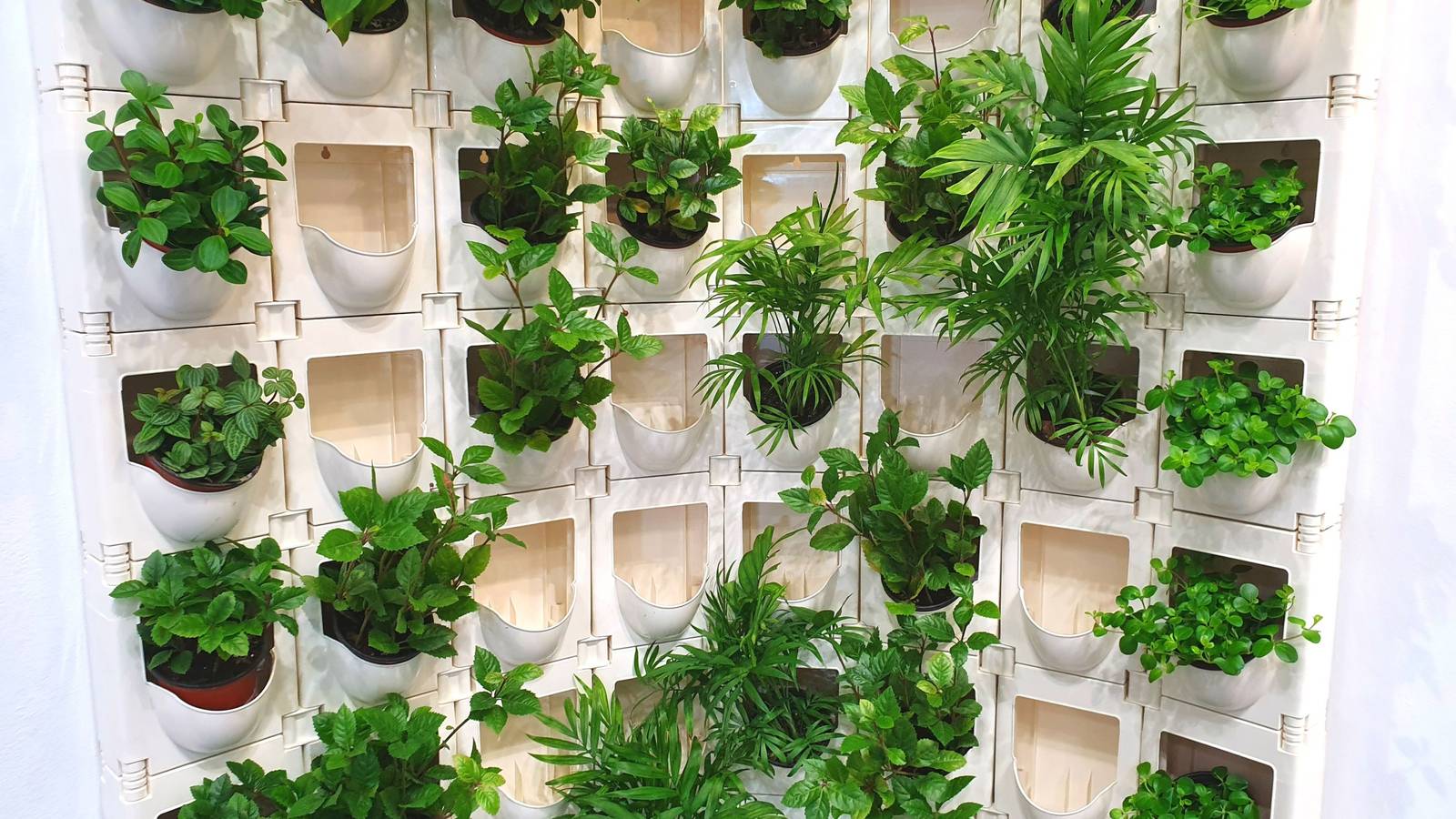 How to Keep an Indoor Green Wall Healthy All Year Long