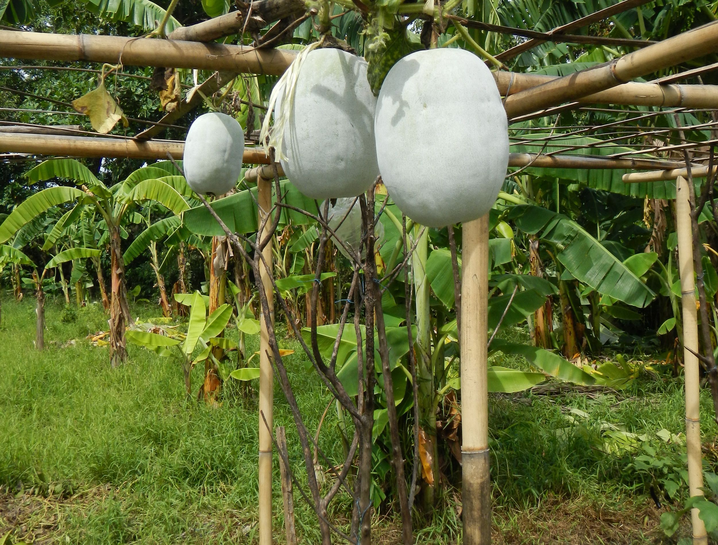 Why the Winter Gourd Deserves a Spot in Your Kitchen