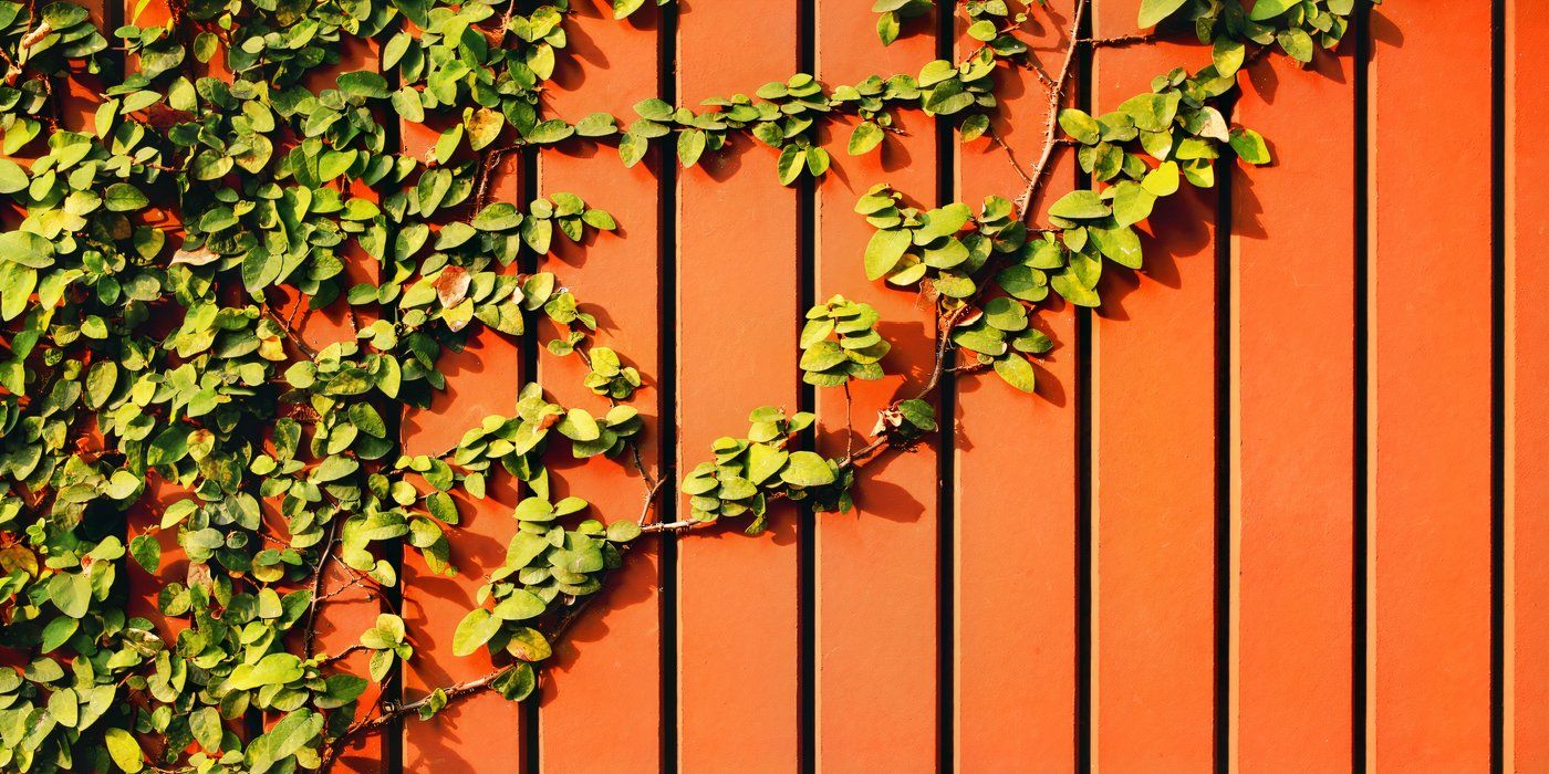6 Bold Fence Paint Colors to Transform Your Backyard