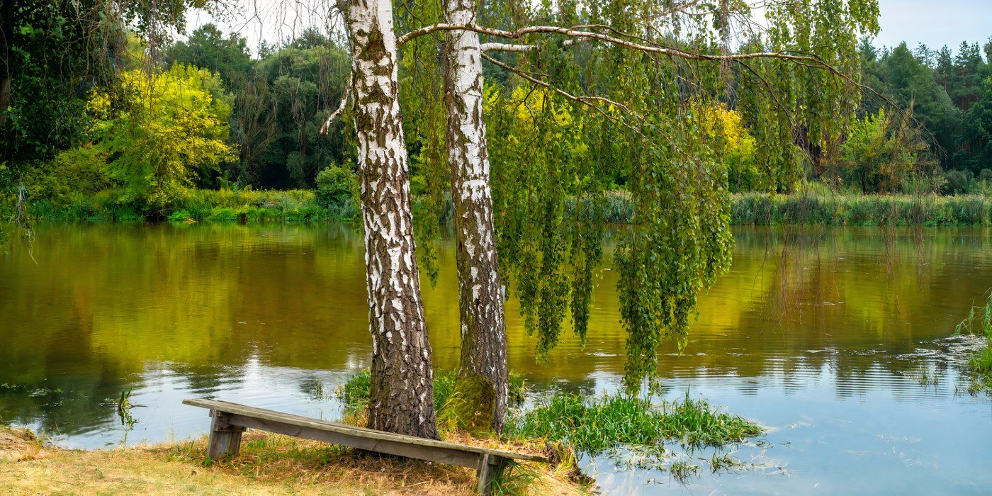 8 Flood-Resistant Plants for Beautiful, Functional Landscapes