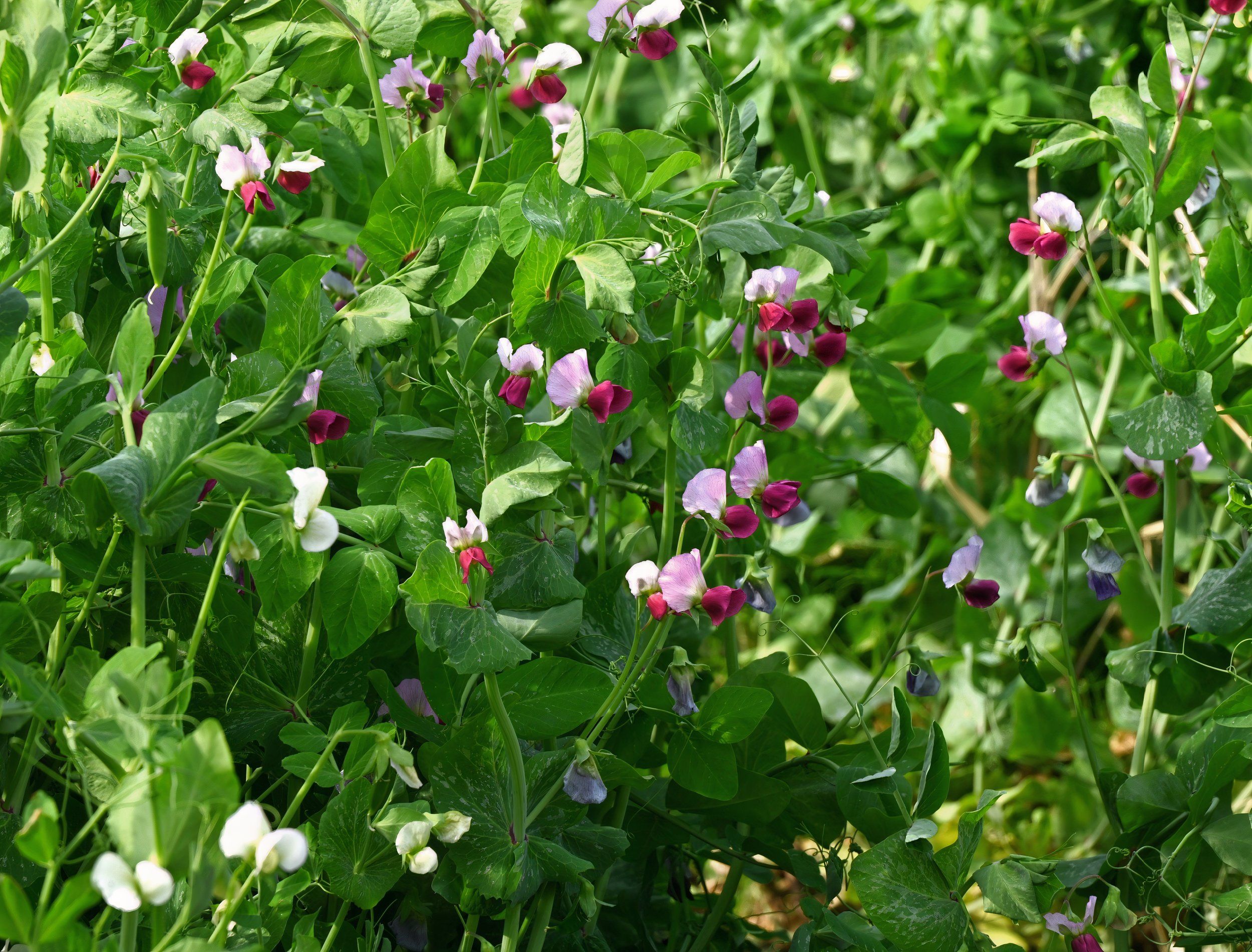 Burpee Seeds: Everything You Should You Know