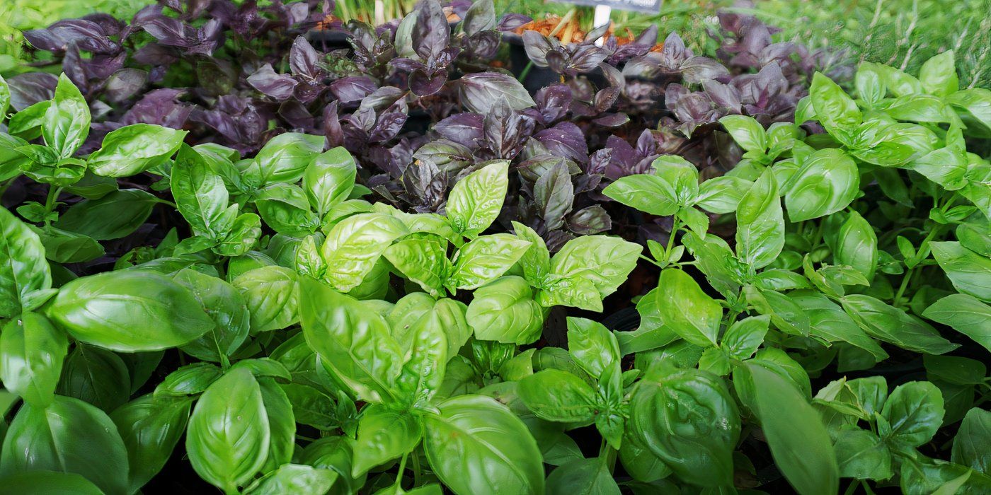 7 Common Plants with Surprising Mythical Origins