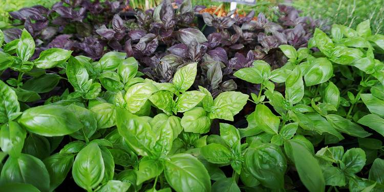 Basil History 7 Common Plants with Surprising Mythical Origins