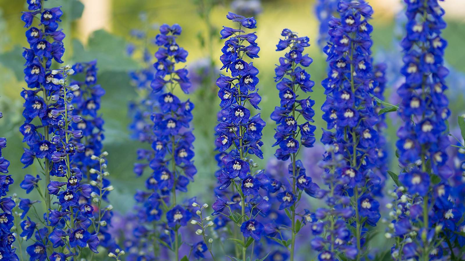 A Book Of Fruits And Flowers 2026.Delphinium Takes the Spotlight as the Flower of the Year