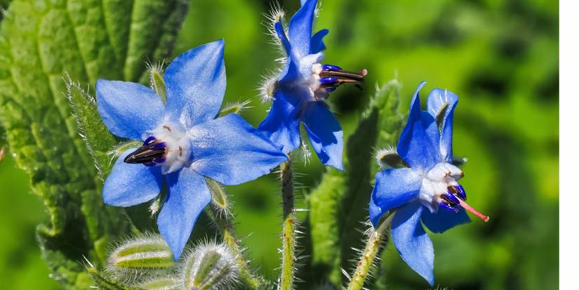 7 Stunning Blue Plants for Serene Garden Design