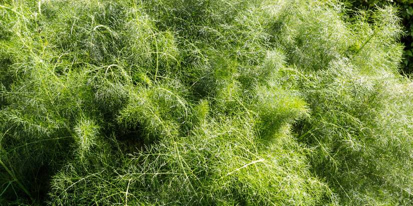 Bronze Fennel