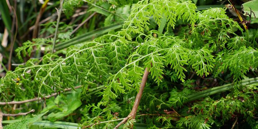 Carrot Fern