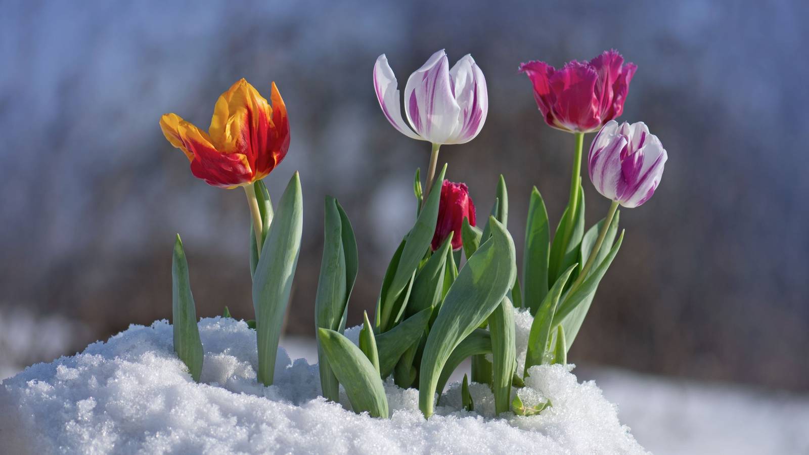 National Tulip Day: Celebrating Spring Blooms in Winter