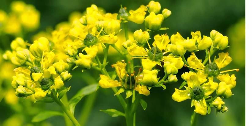 Crafting a Poetcore Garden: Discover 9 Plants for a Literary Landscape