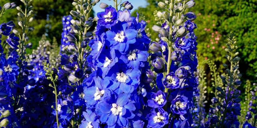Delphiniums