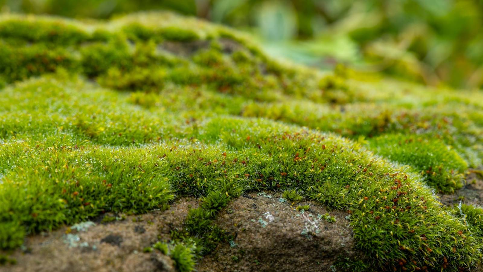 The Forensic Power of Moss: Linking People to Crime Scenes