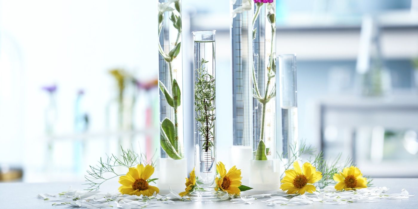 The Five Most Expensive Plants Ever Sold
