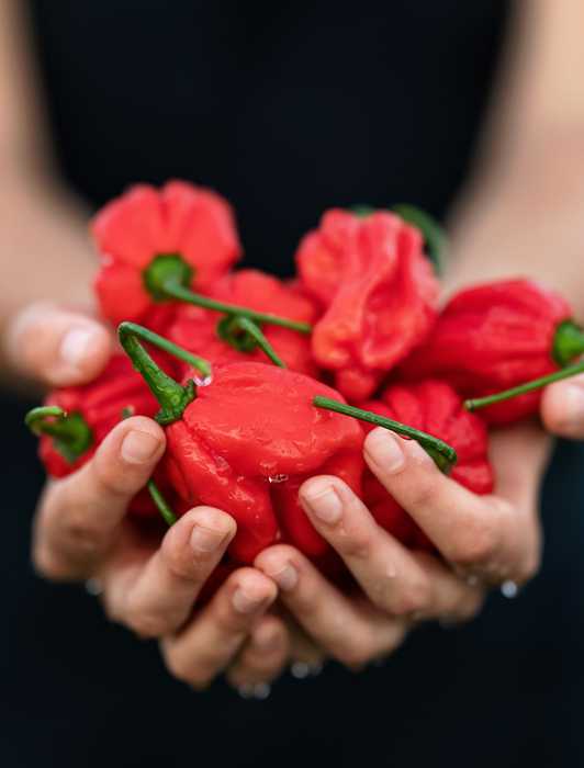 Handful of red habanero peppers 