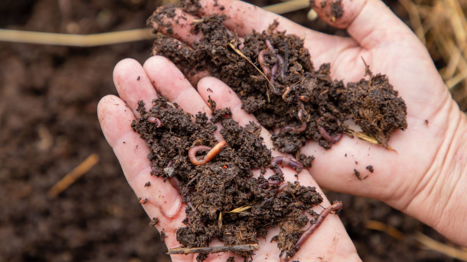 DIY Backyard Wormery Compost Bin: Turn Scraps into Nutrient-Rich Soil