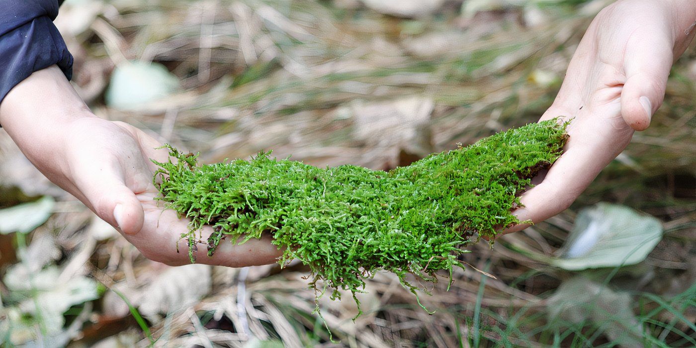 Transform Your Shaded Lawn with Lush, Low-Maintenance Moss