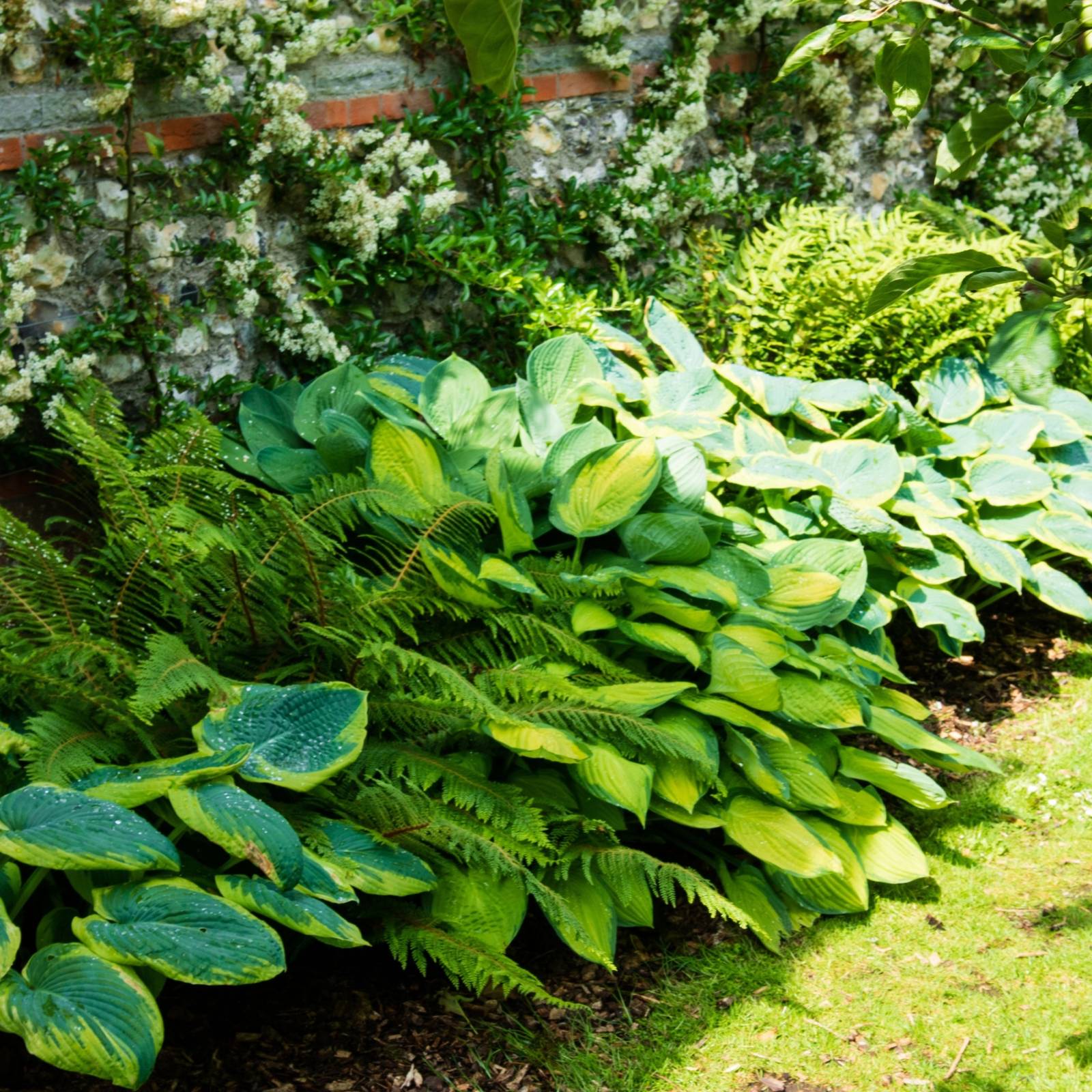 5 Best Low-Maintenance Plants for Side Yards
