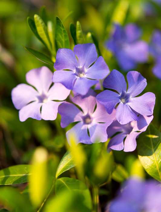 Invasive periwinkle blooms 