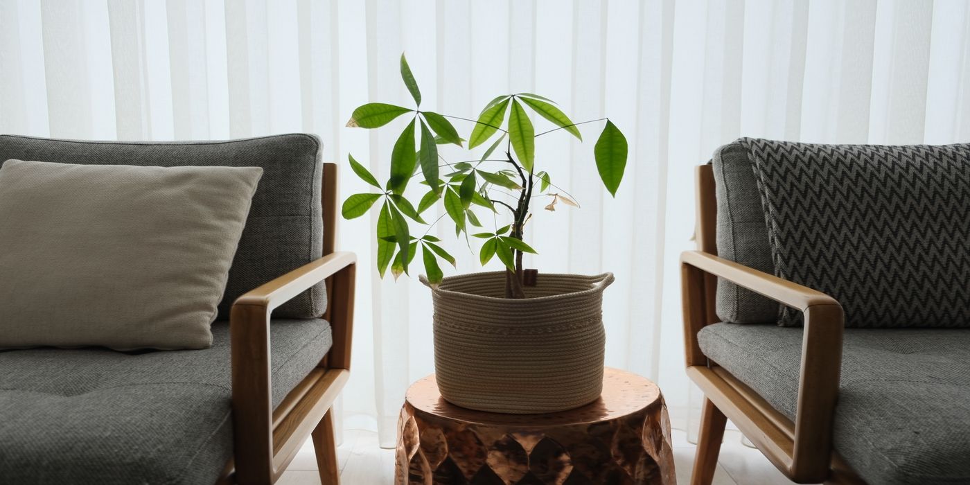 Why the Money Tree Is the Perfect Plant For Today’s Homes