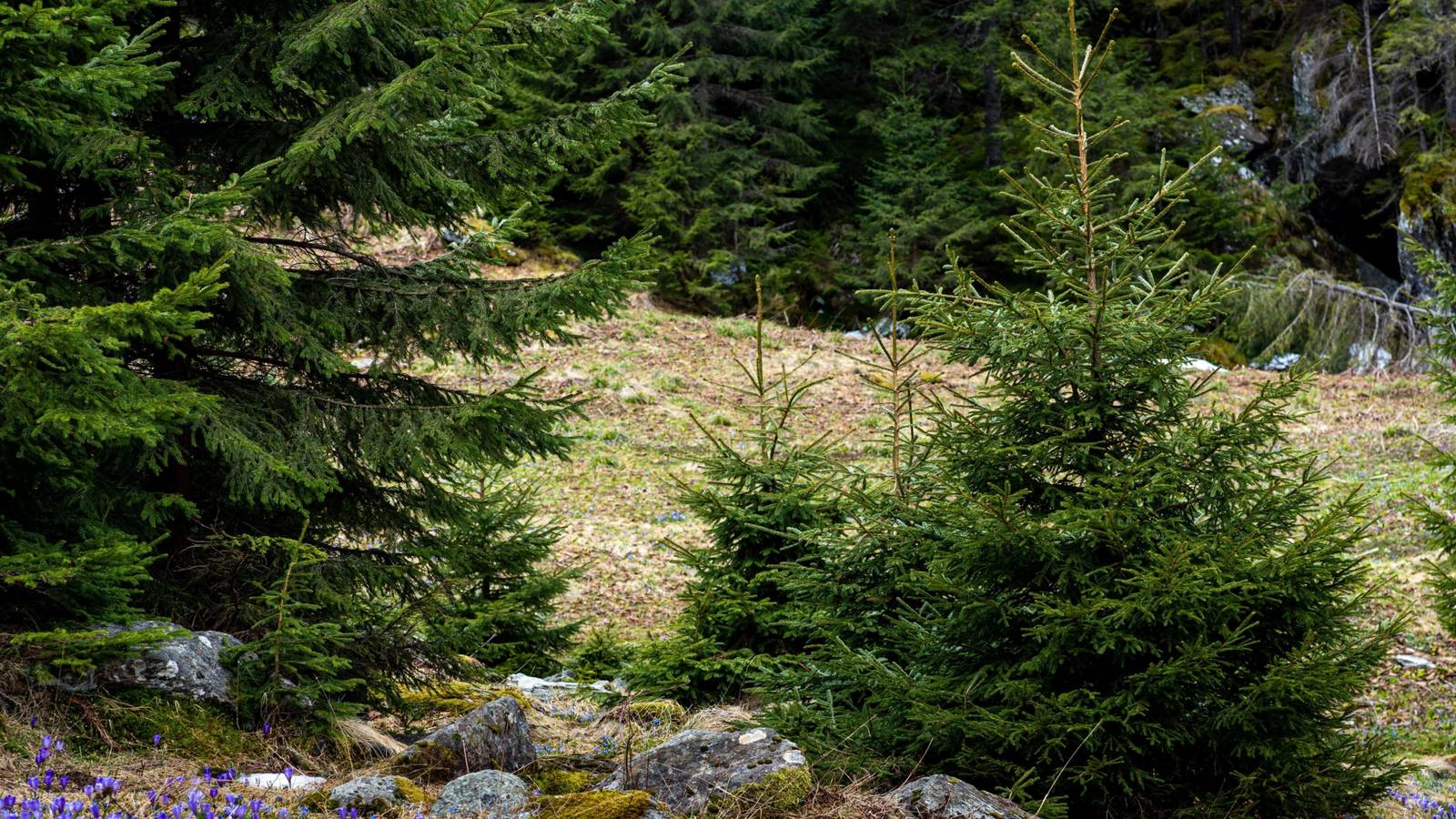 Urban Trees: Nature's Record Keepers of Environmental History