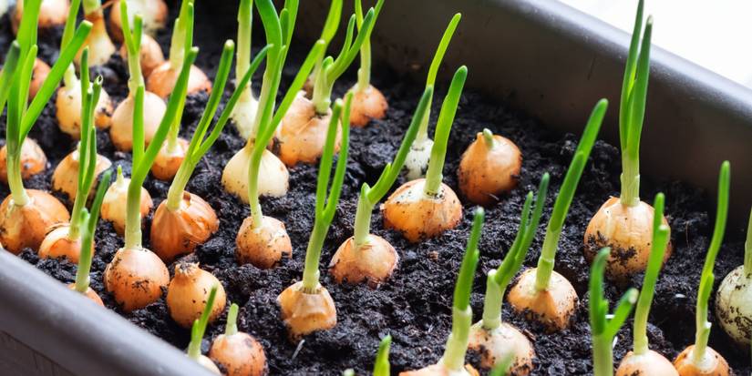 Are Seeds Cheaper Than Plants? Gardening Cost Breakdown