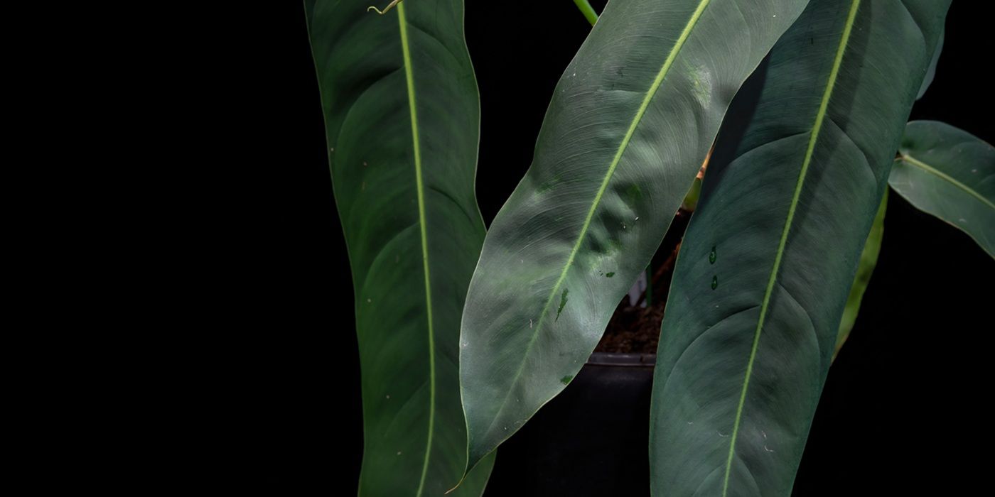 The Five Most Expensive Plants Ever Sold
