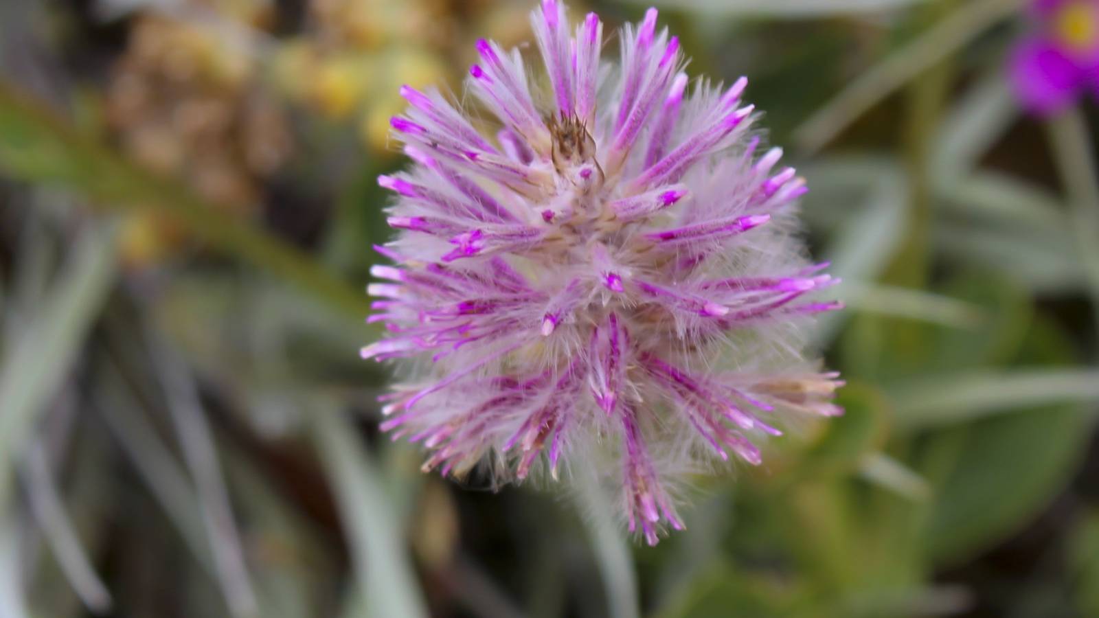 Rare Australian Shrub Rediscovered After Nearly 60 Years