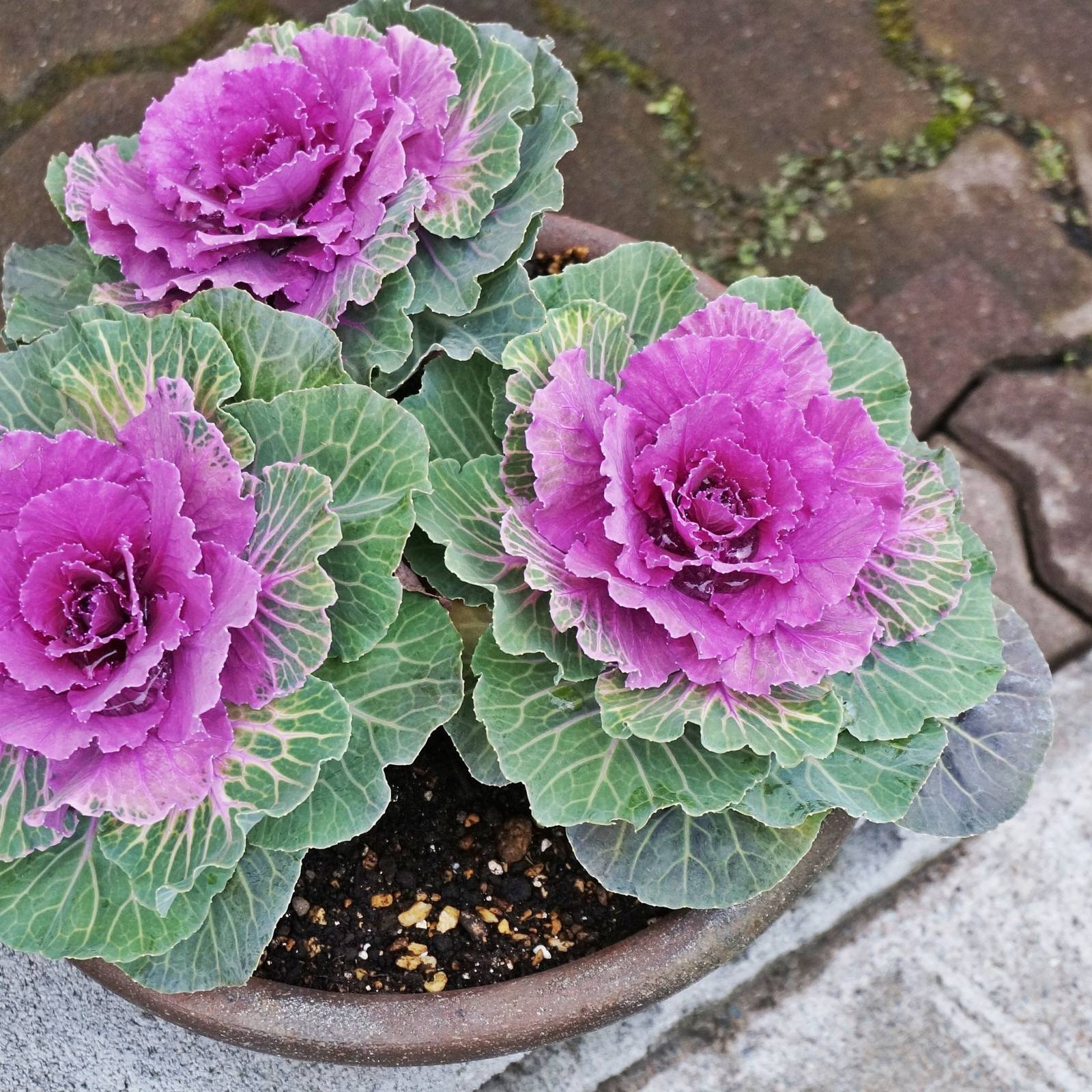 The Best Outdoor Plants For Winter Containers