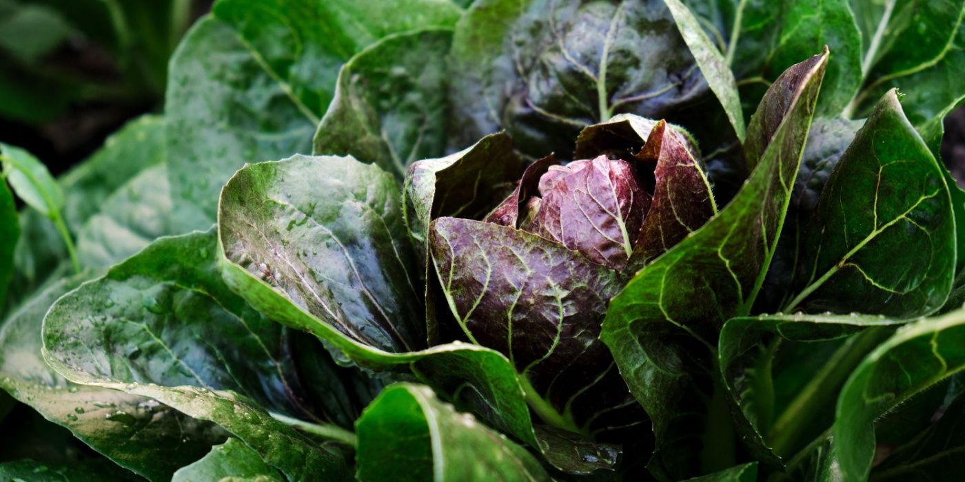 Top Lettuce Types to Elevate Caesar Salad Recipes Every Time