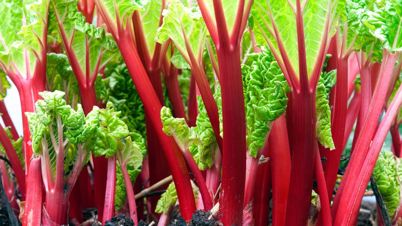 What Is Rhubarb? Origins, Uses, Nutrition, and Growing Tips