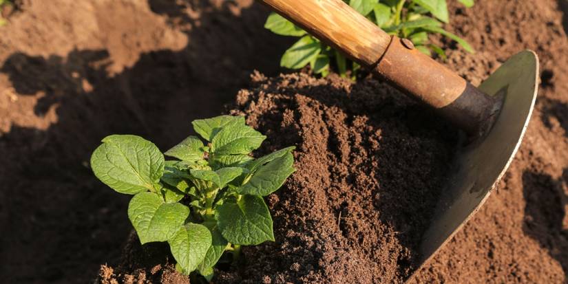 How to Dig the Perfect Potato Bed for a Bountiful Harvest