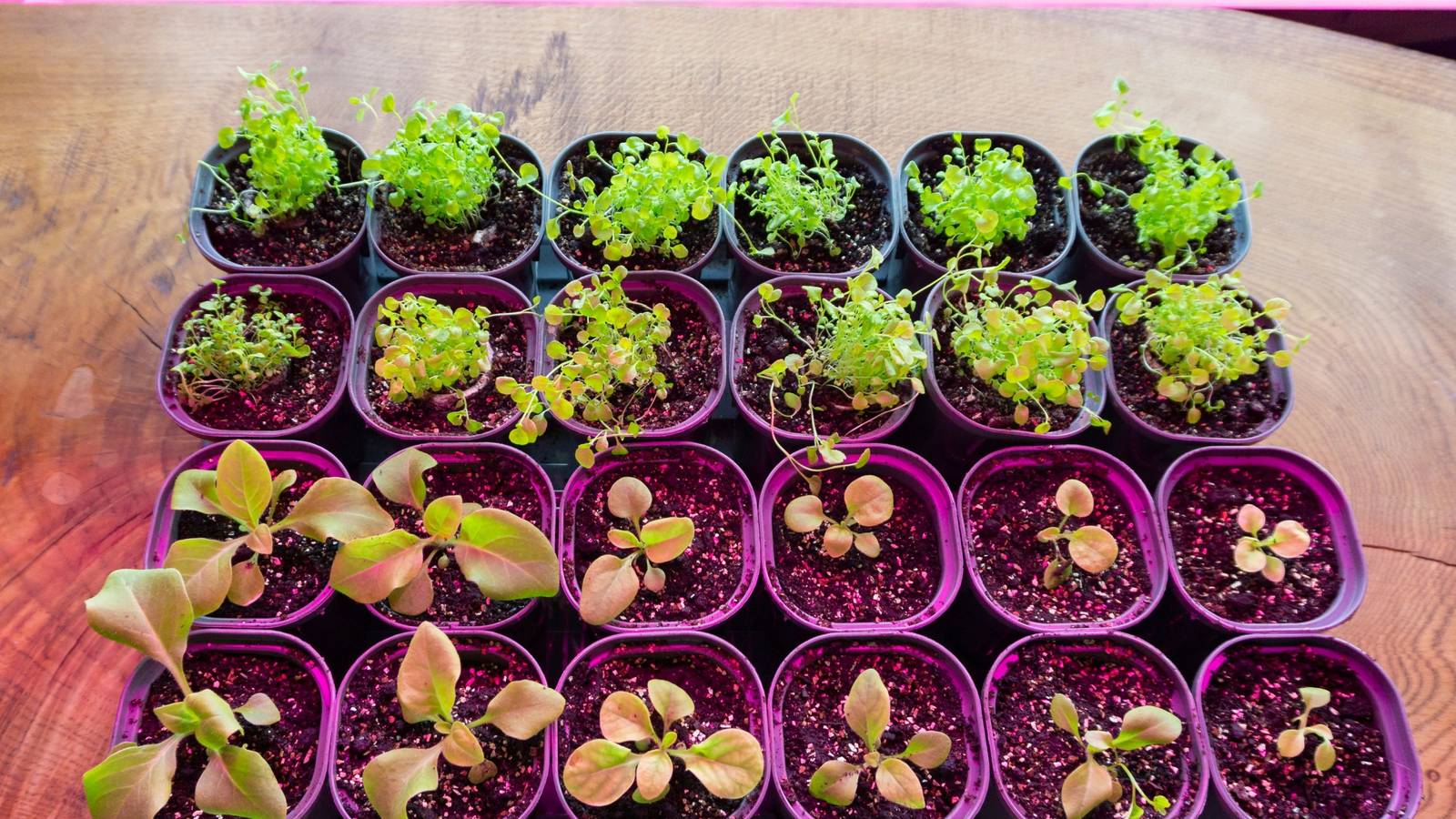 Are Seeds Cheaper Than Plants? Gardening Cost Breakdown