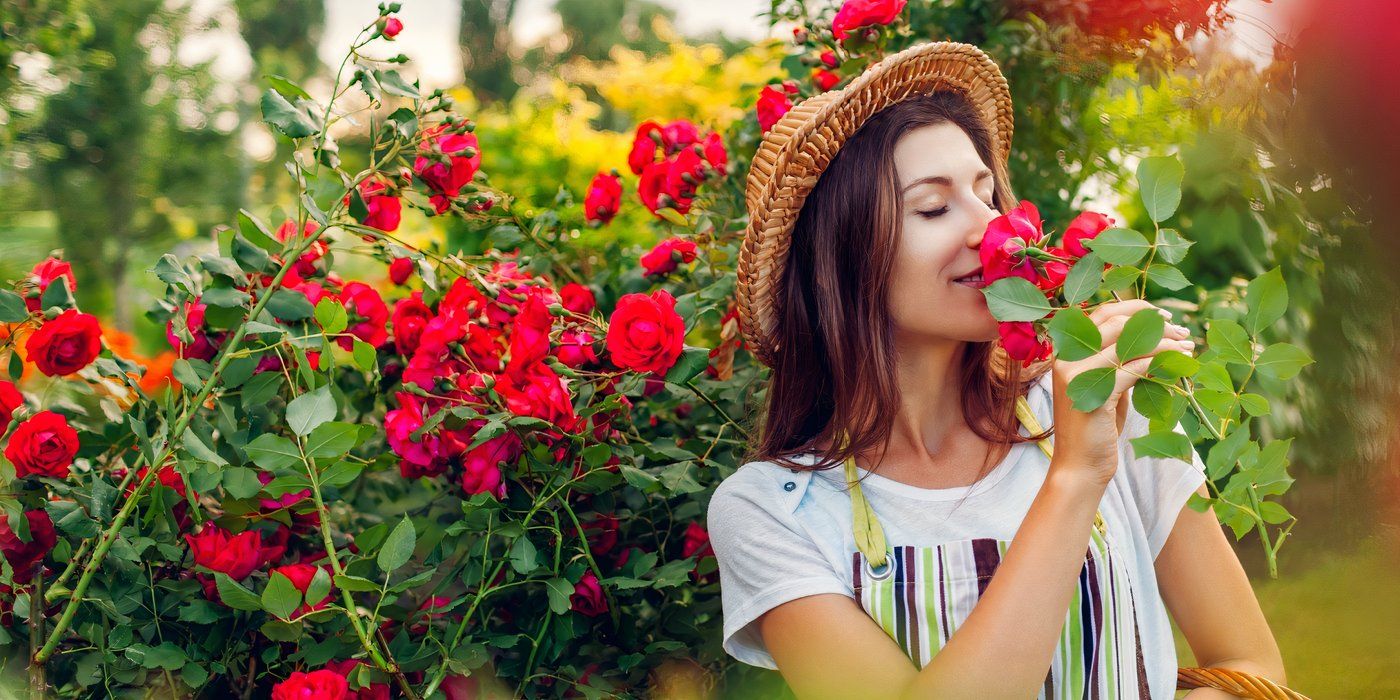 Before Romance Took Over: The True Color History of Roses